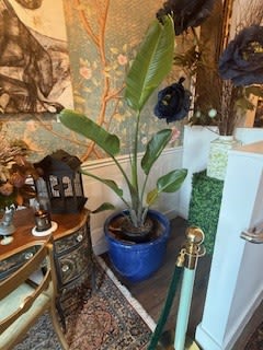 Bird of paradise  - Bird of paradise (pot sold separately)