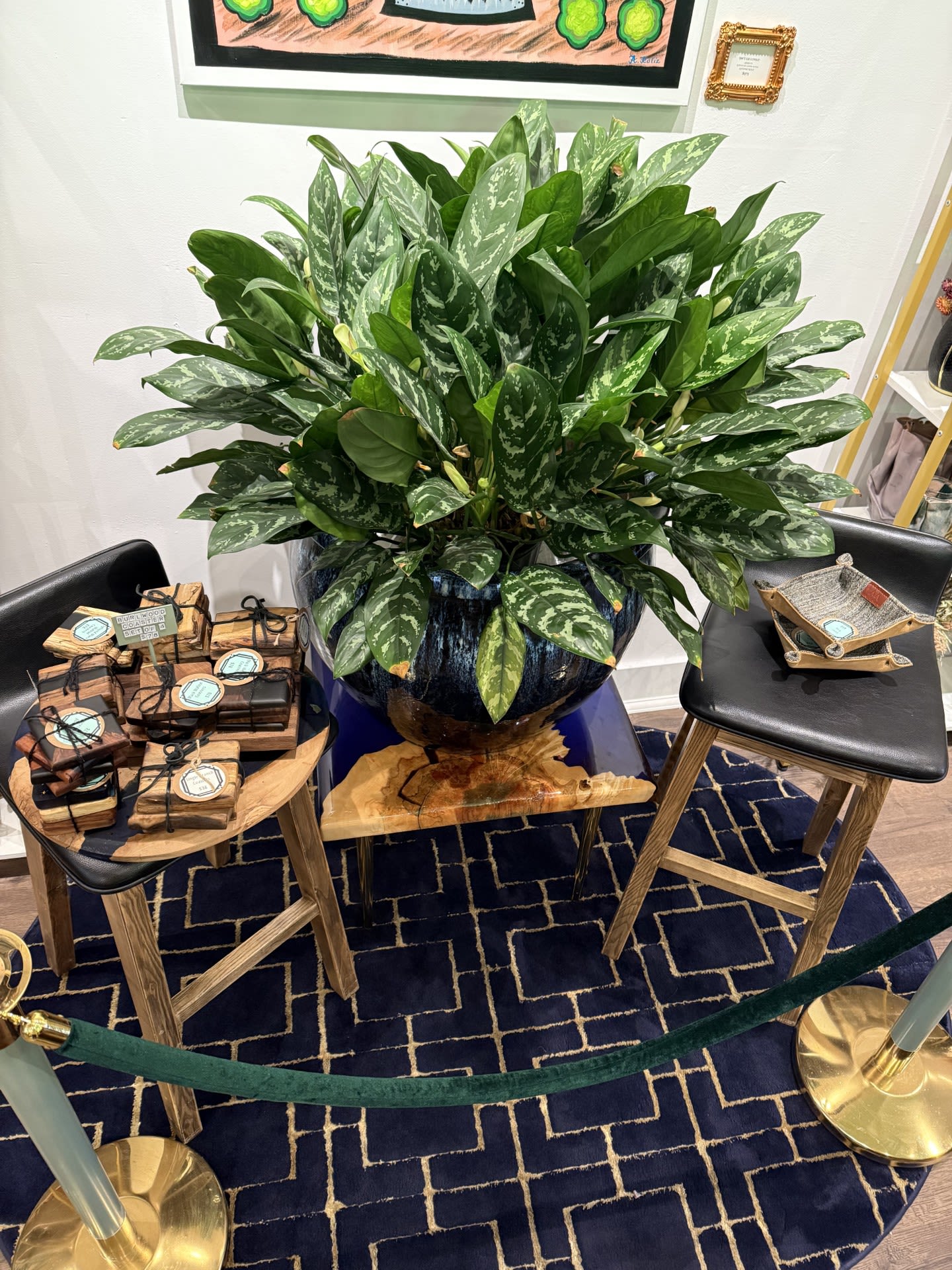 Huge Chinese Evergreen - Huge Chinese Evergreen - pot and accessories sold separately.