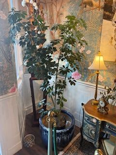 Umbrella tree - Umbrella tree