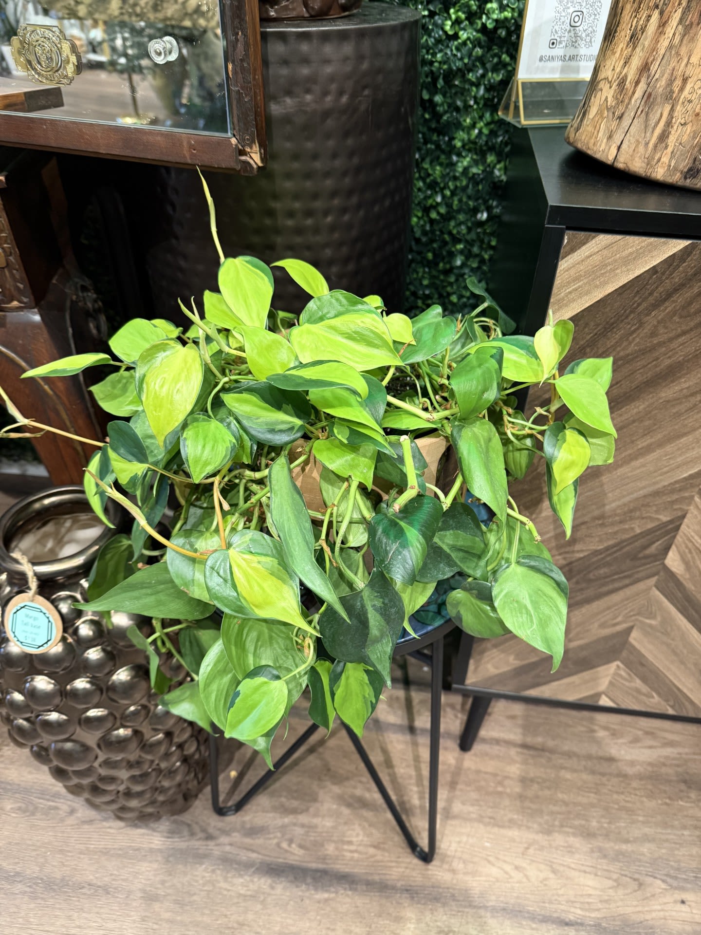 Pothos Brasil  - Pothos Brasil - pot sold separately