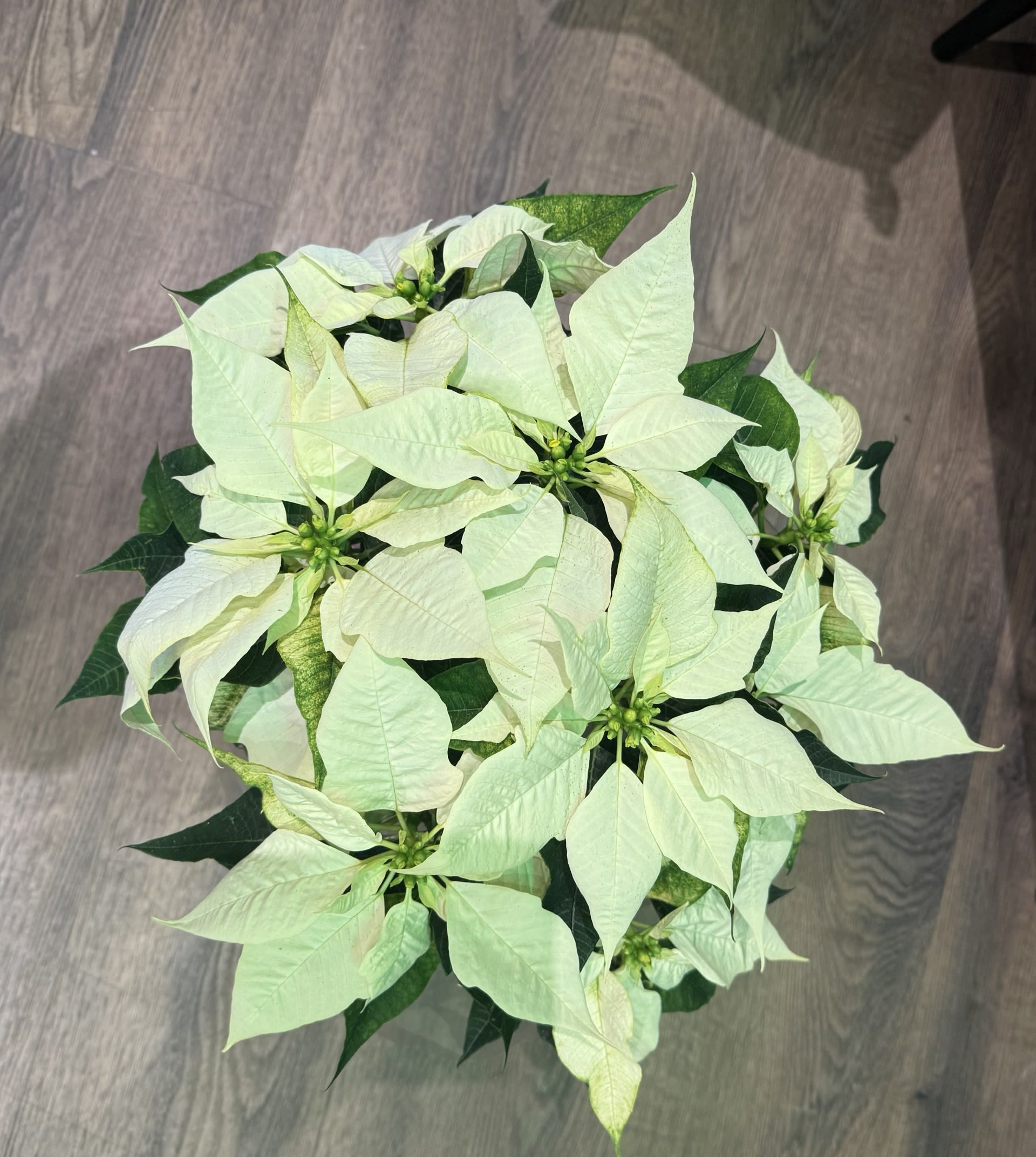 6" White Poinsettia - Our 6" White Poinsettia brings a touch of winter elegance to the holiday season. With creamy ivory bracts, lush green foliage, and a graceful, full shape, this poinsettia embodies understated luxury. Each plant is individually chosen for its health, symmetry, and luminous color—perfect for brightening an entryway, gifting to a host, or adding a serene, modern holiday accent to any room.  Styled with the refined aesthetic of Chartreuse by Roje, this larger 6" size makes a beautiful statement without overwhelming a space. Timeless, elevated, and versatile—it's the perfect way to celebrate the season in sophisticated style.
