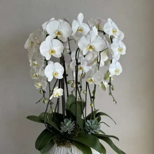 Grand Orchid Embrace - A breathtaking arrangement featuring around five exquisite orchids, each carefully arranged to create a stunning display of elegance and grandeur. This luxurious composition is perfect for making a bold statement in any space.