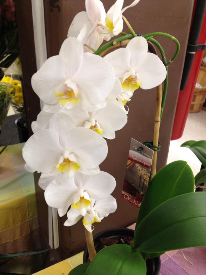 Orchids In Shawnee Ok Designs Flowers Gifts
