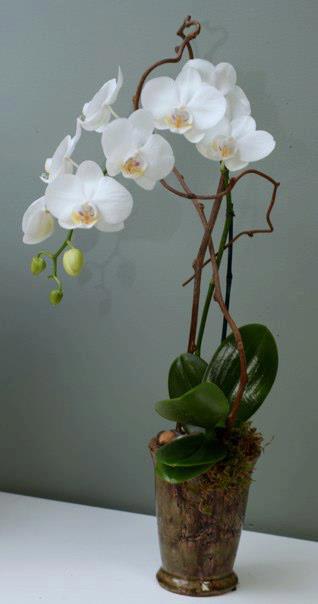 White Orchids Climbing My Los Angeles Florist By Los Angeles Florist