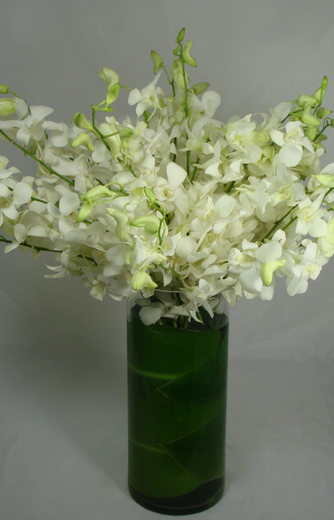 White Dendrobium Orchids By Flowers Of The Field