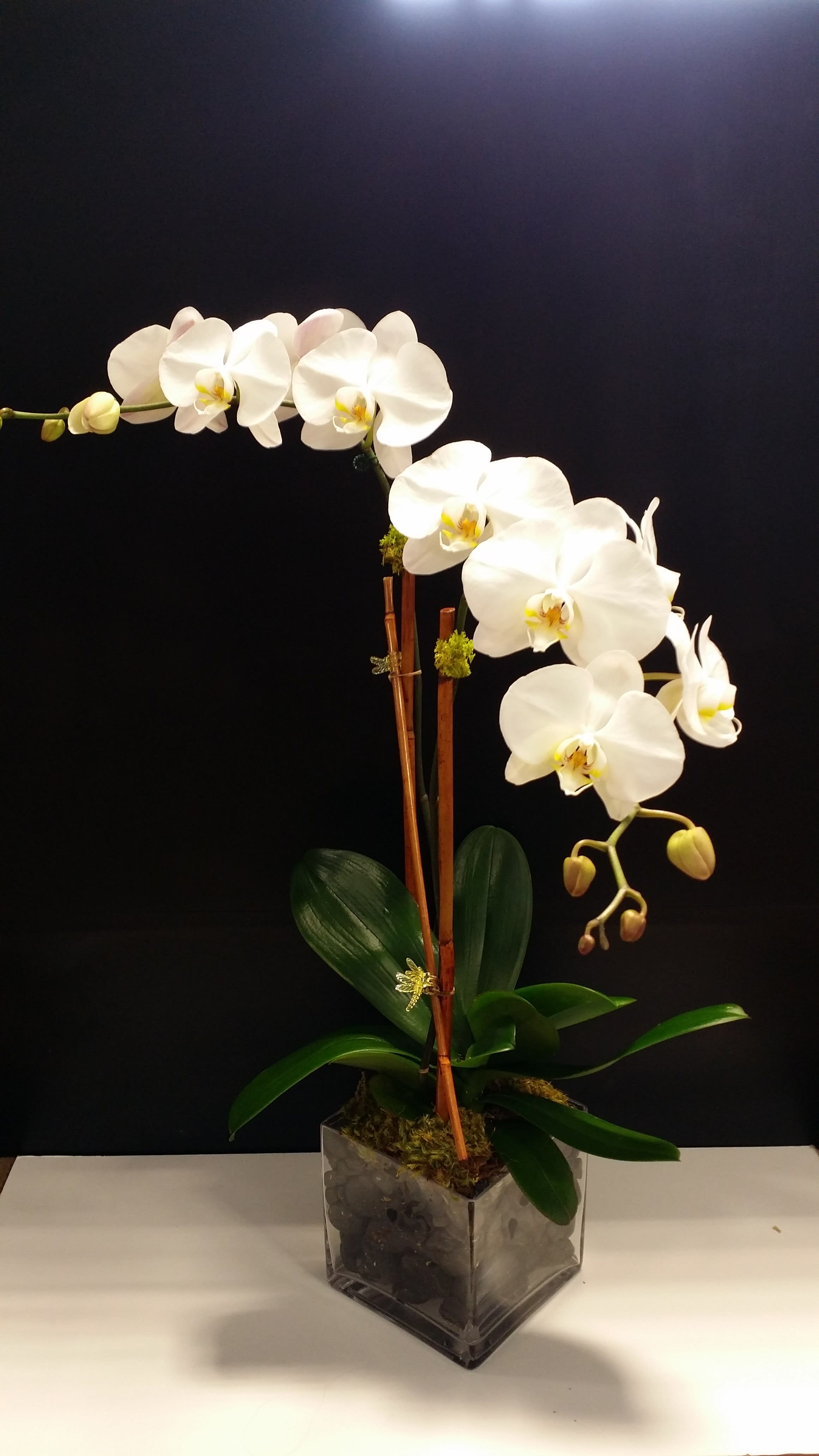 Moth Orchid Deluxe In West Palm Beach Fl Ideal Orchids