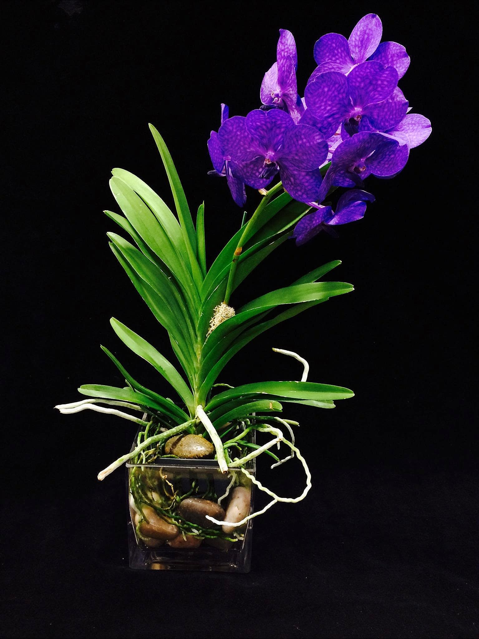 Vanda Orchid Delight In West Palm Beach Fl Ideal Orchids