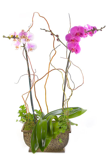 Potted Orchids Double Strand In San Gabriel Ca The Daily Blossom Florist