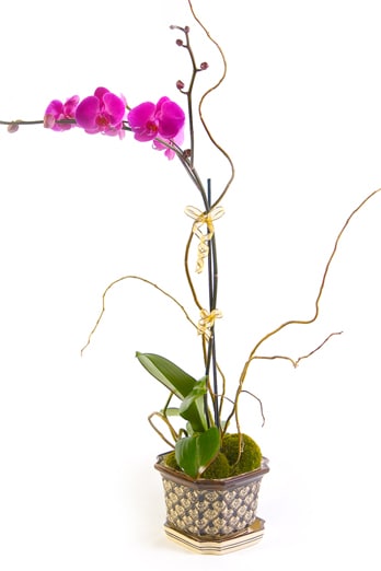 Potted Orchid Single Strand In San Gabriel Ca The Daily Blossom Florist