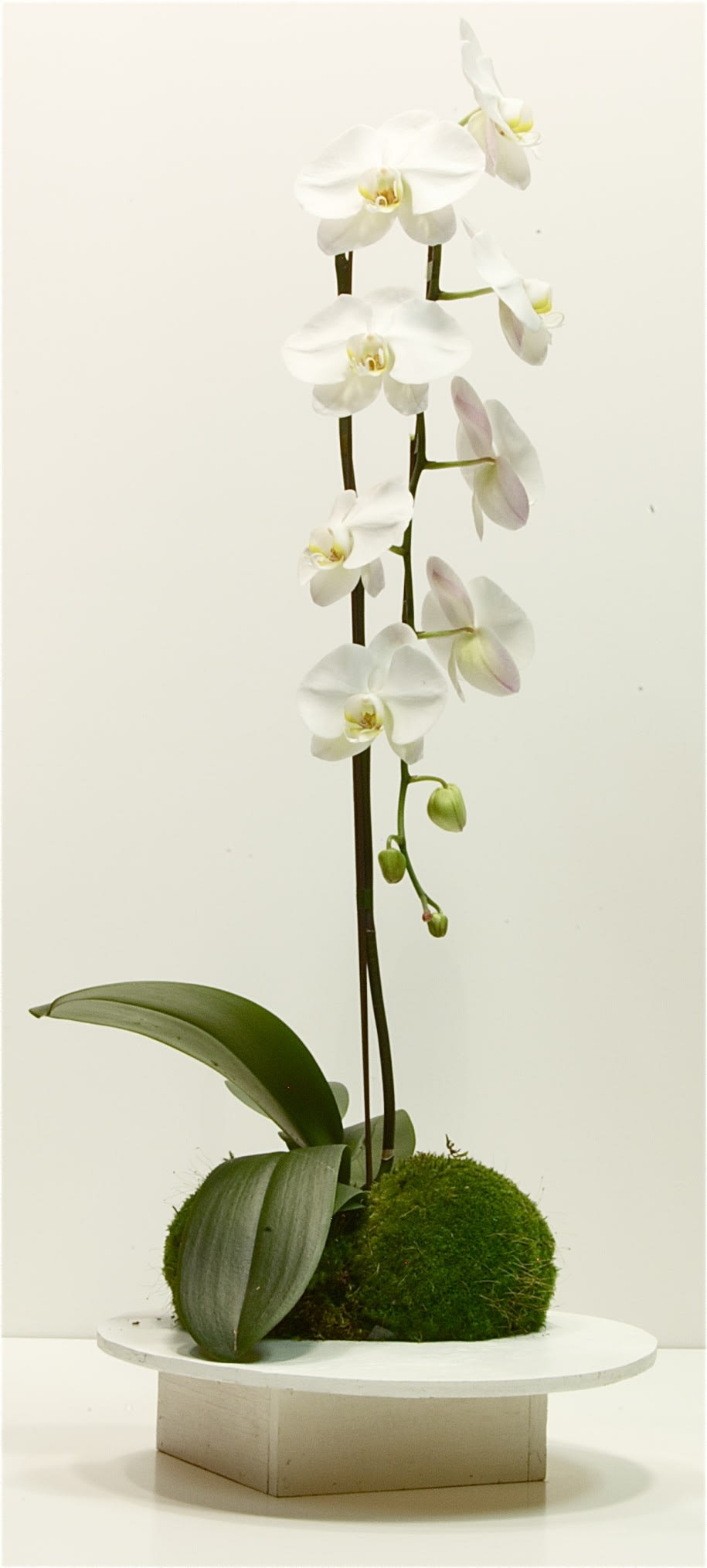 Tall Orchid In Los Angeles Ca La Orchidia