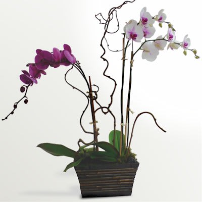 Colorful Multi Stemmed Phalaenopsis Orchid Plant By Mandy Scott Flowers