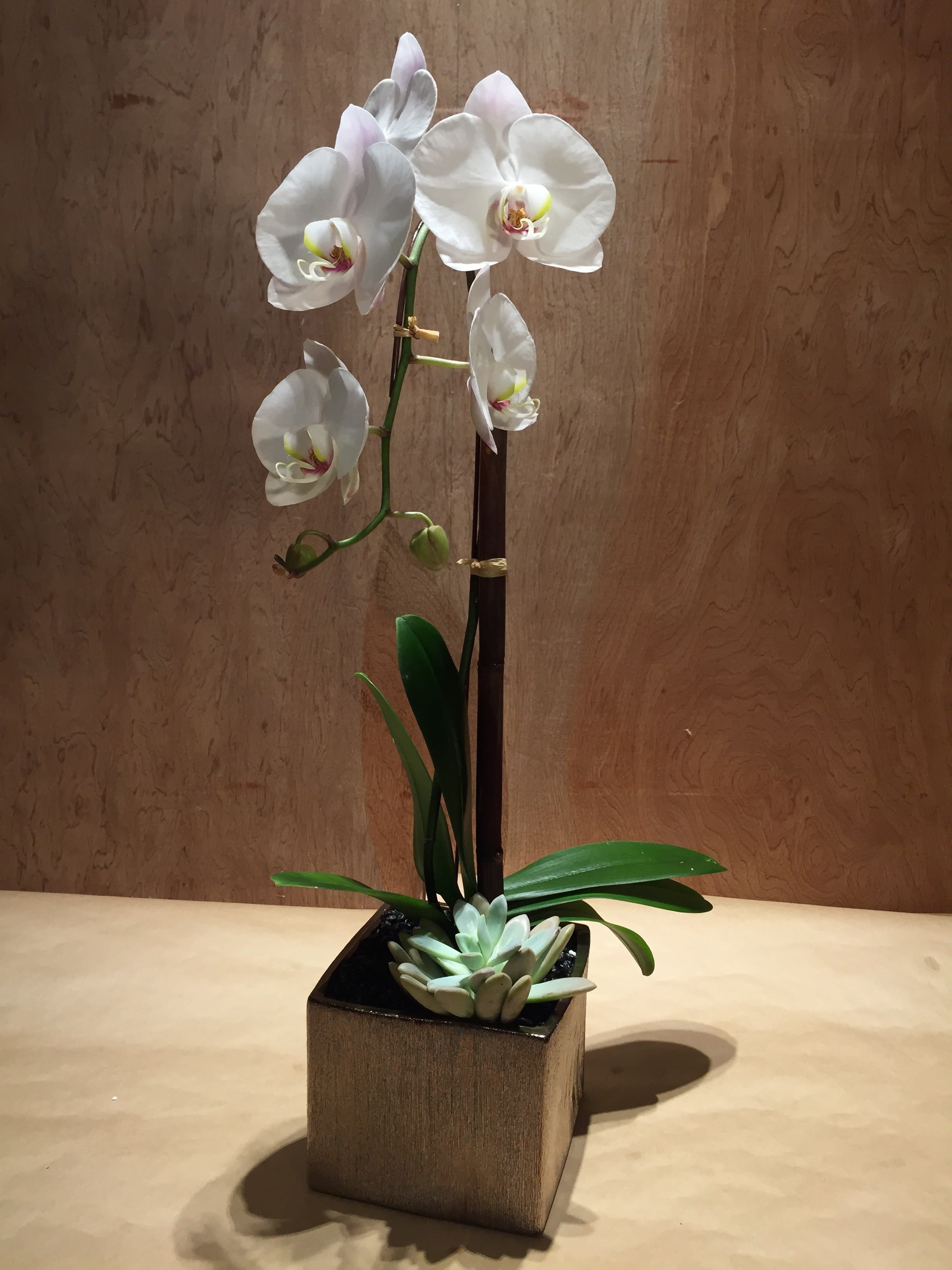 Single Orchid Plant in Beverly Hills, CA Apropos Floral & Event Design