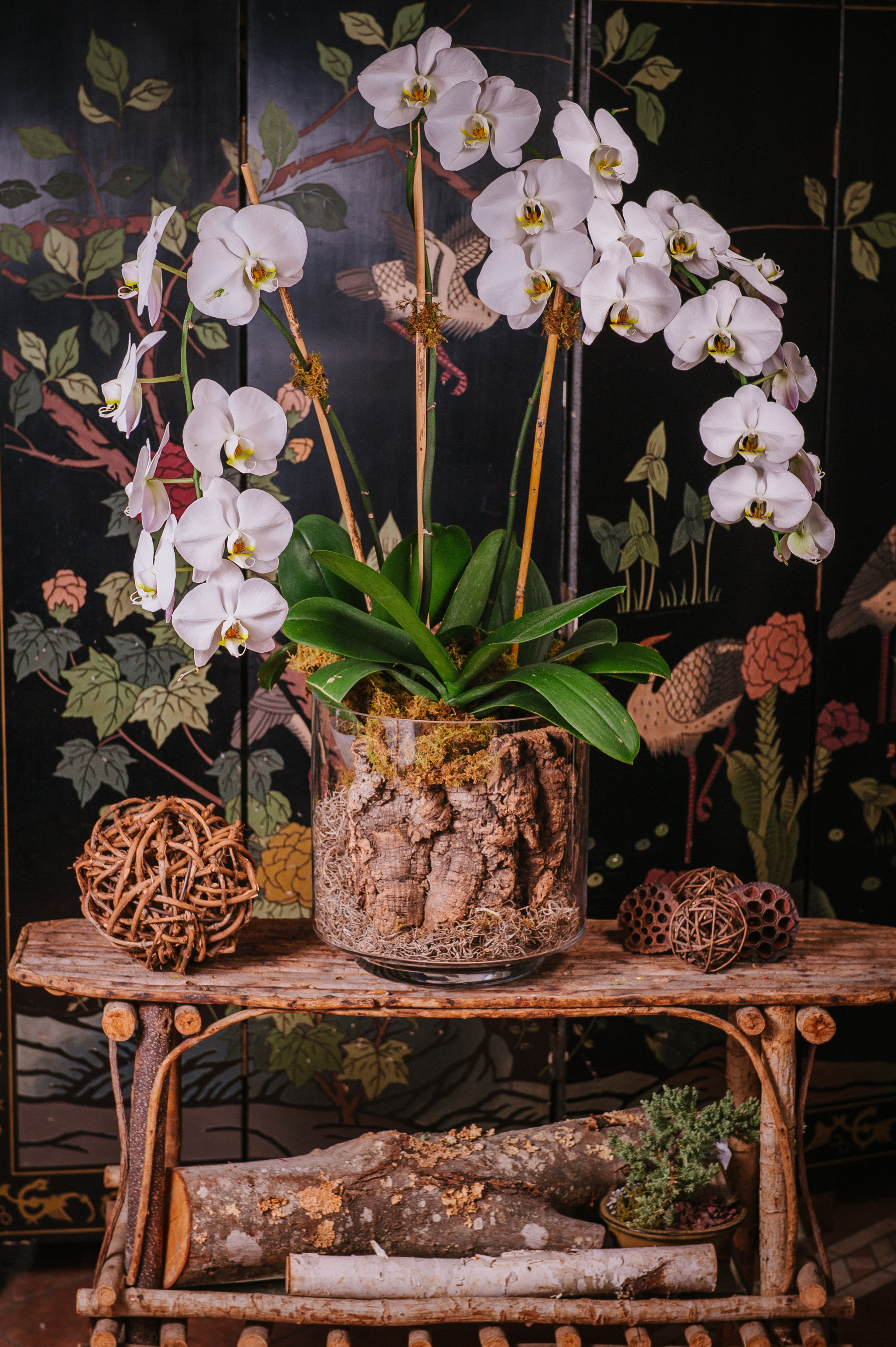 Dancing Orchids In Washington Dc Le Printemps