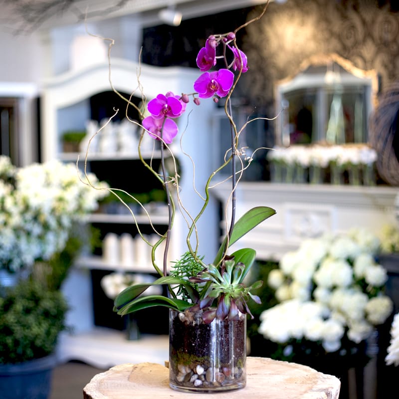 Orchids And More In Salem Nh Ford Flower Co