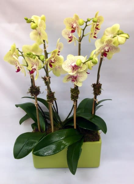 Orchids In Pot In Los Angeles Ca Bel Air Flowers