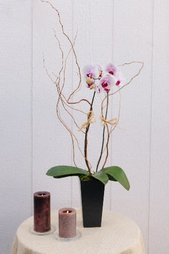 Elegant Orchids Many More Colors And Shapes In Palo Alto Ca Stanford Floral Design