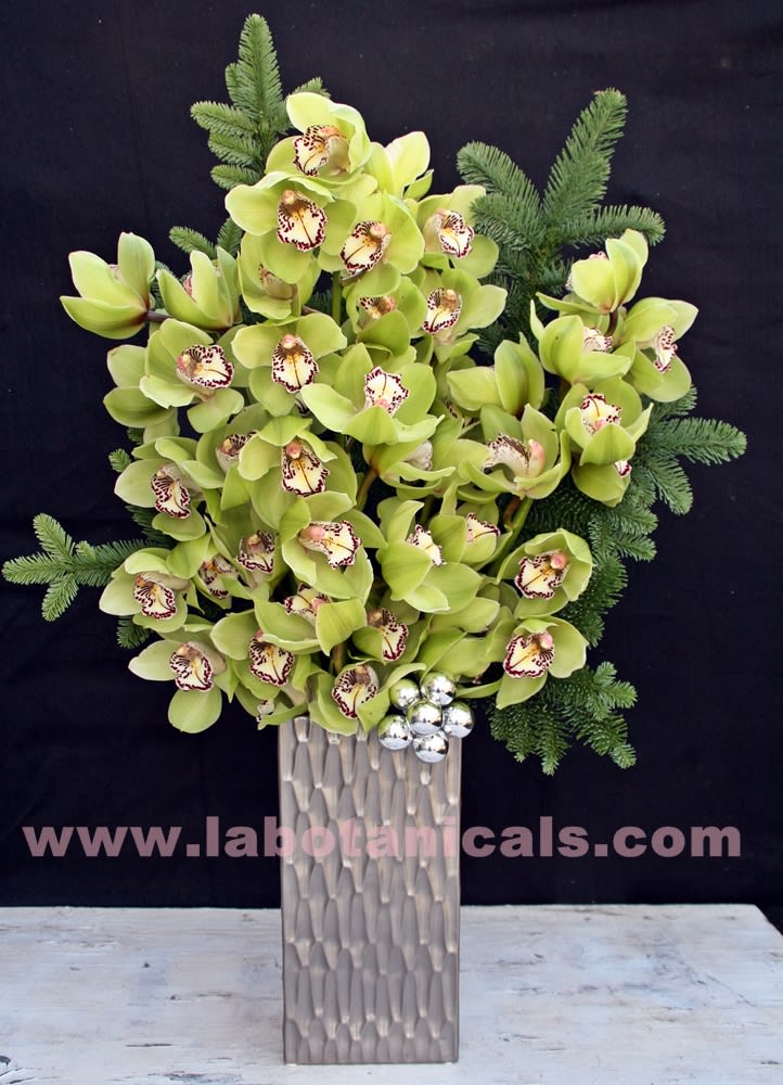 Orchid Festivus In Los Angeles Ca L A Botanicals