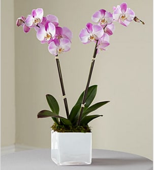 The Ftd Pink Orchid Planter In Arlington Heights Il Arlington Heights Florist