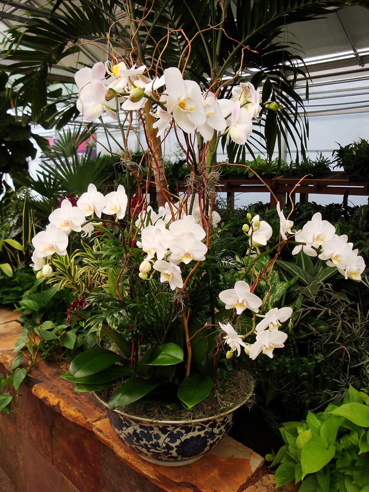 Orchid Plant Designed Grand In Los Angeles Ca Bel Air Flowers