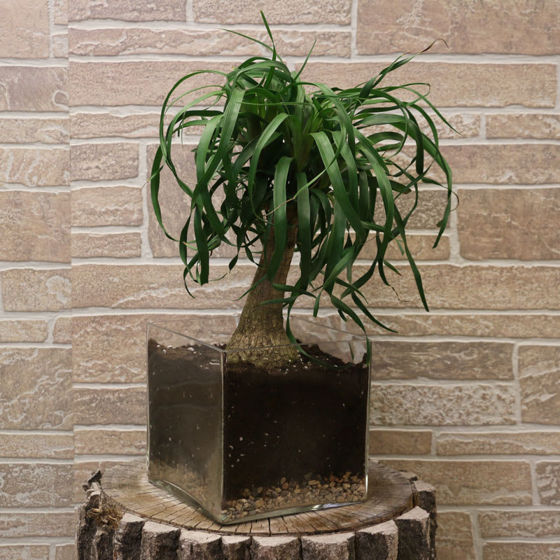 Ponytail Palm plant in Minot, ND | Flower Central