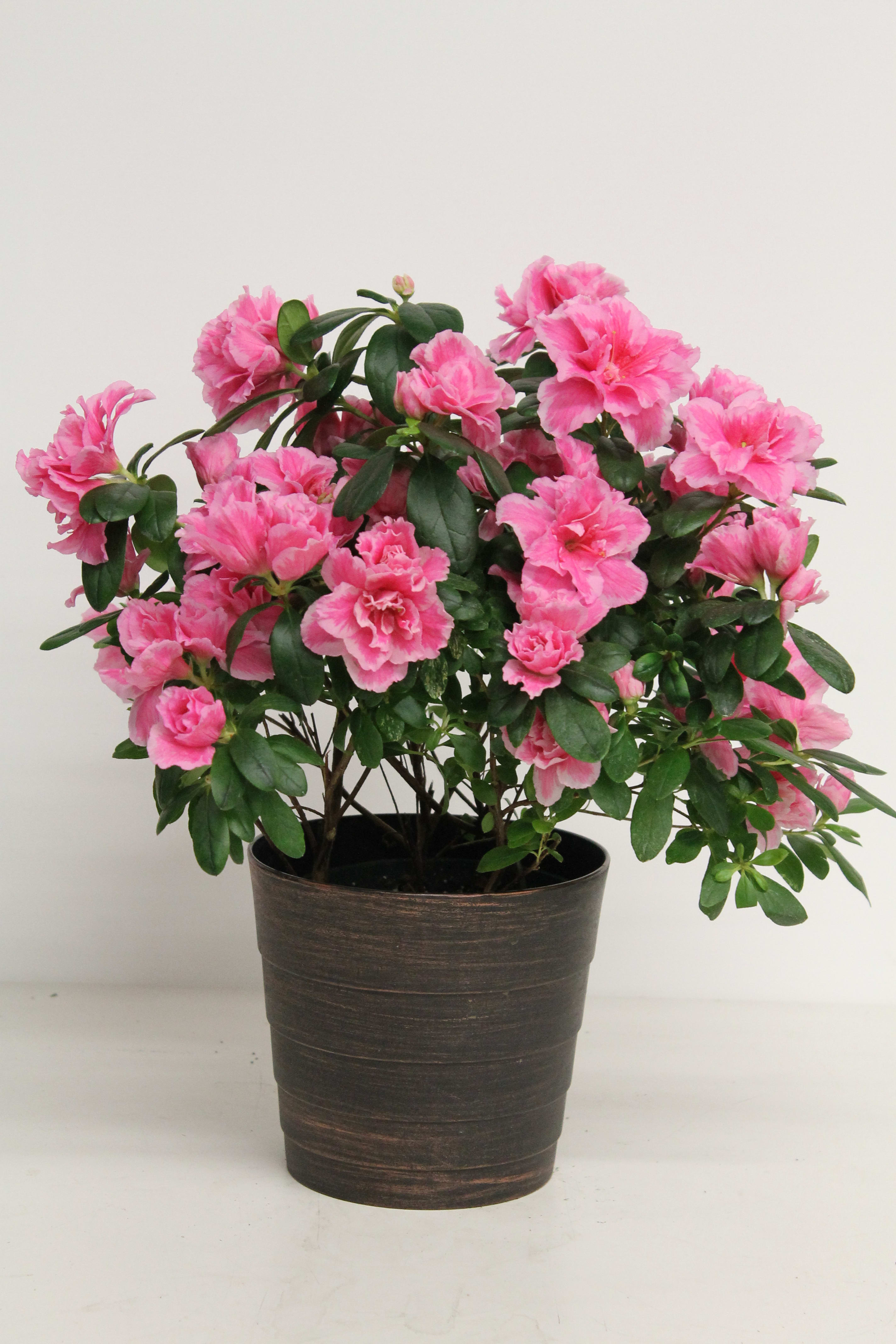 Pink Azalea In Huntington Beach Ca The Flower Lover