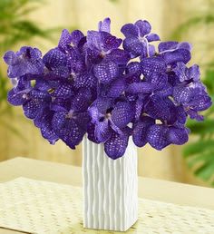 Vanda Orchid Arrangement In Brooklyn Ny Flowers By Emil