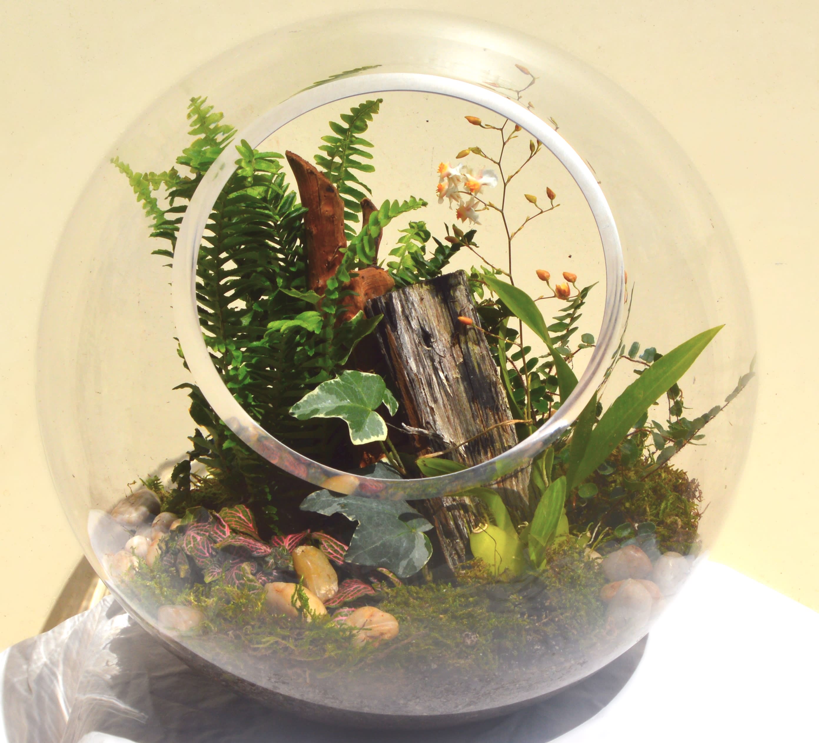 Large Table Top Vivarium With Miniature Orchids In Honolulu Hi The Blue Iris