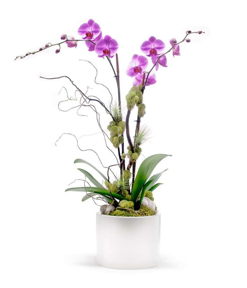 Orchids R Us By Ideal Orchids