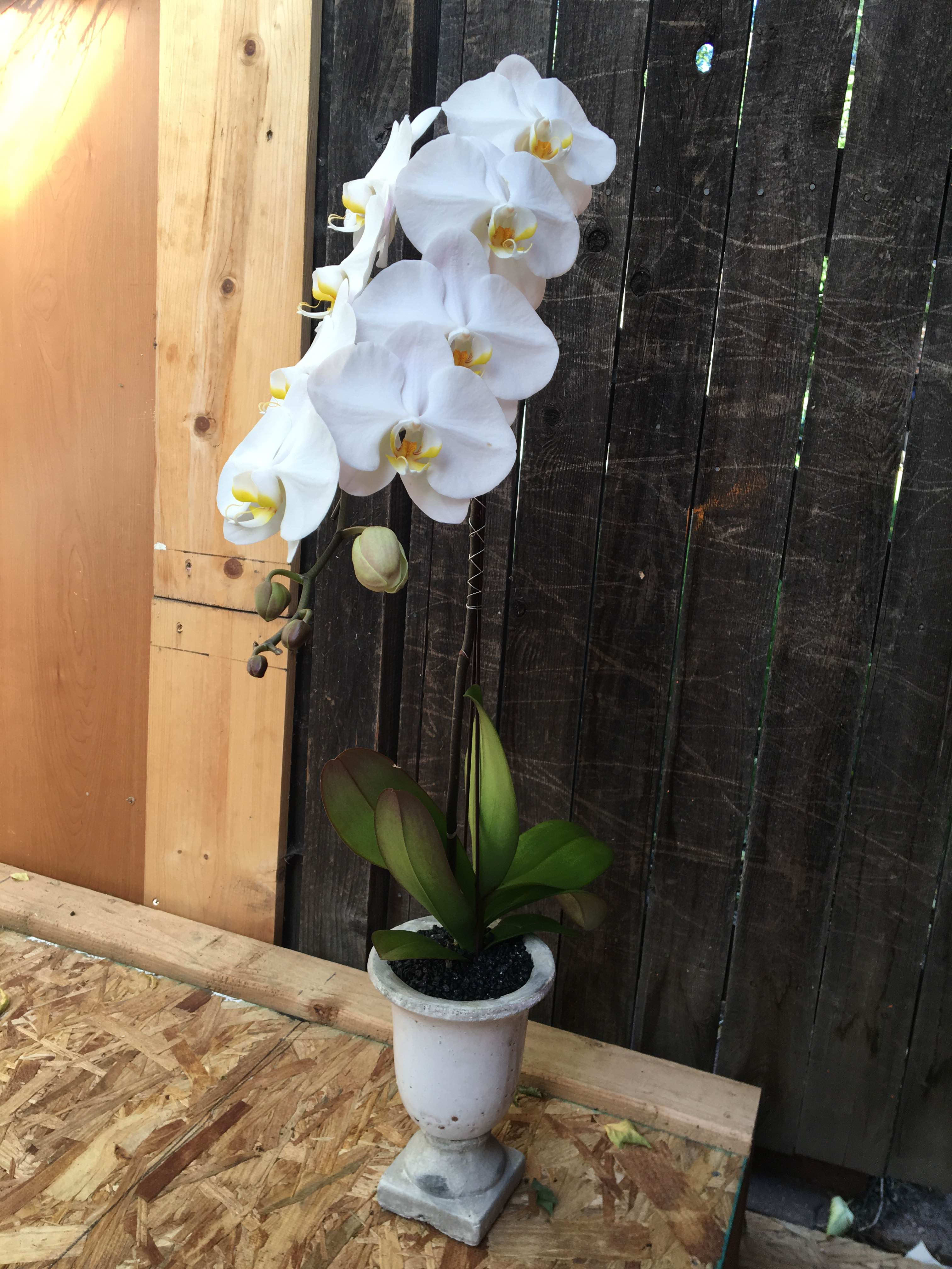 Vertical Illusion Phalaenopsis Orchid In Denver Co Sophisticated Blooms