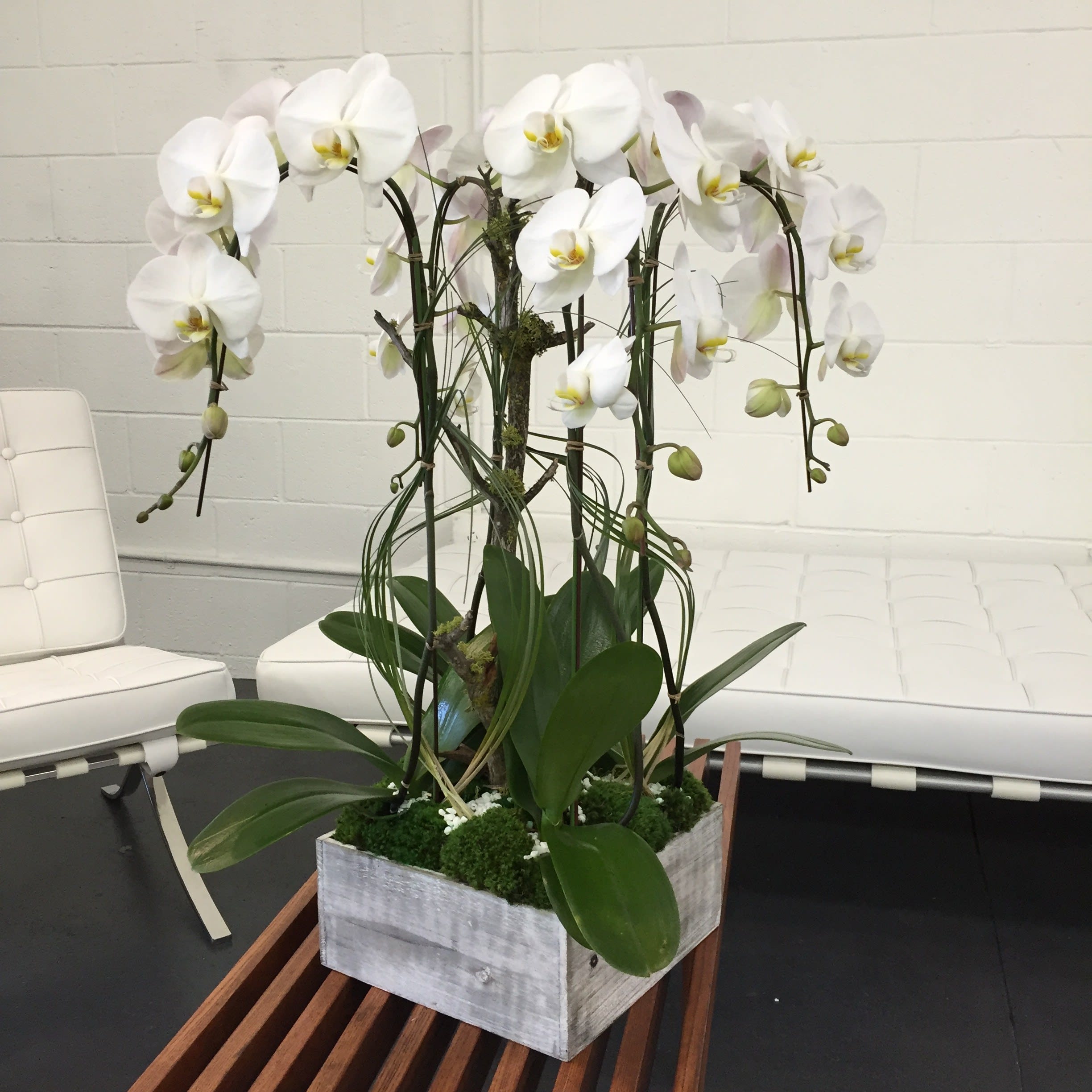 White Majestic Orchids In Los Angeles Ca Be A Tall Poppy
