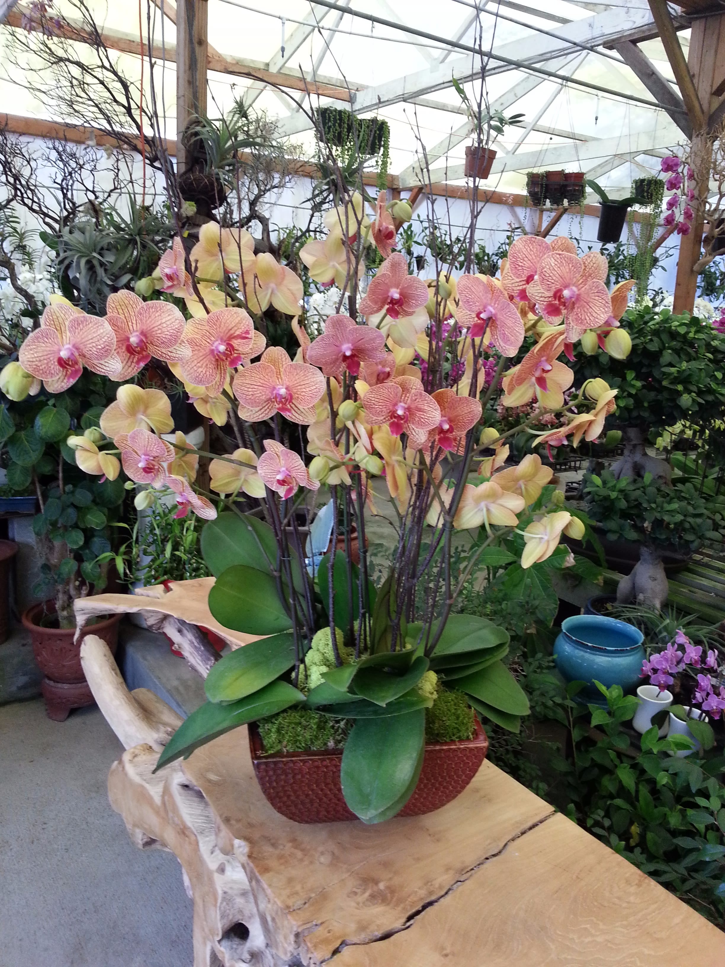 Phalaenopsis Orchid In Encinitas Ca Divine Orchids