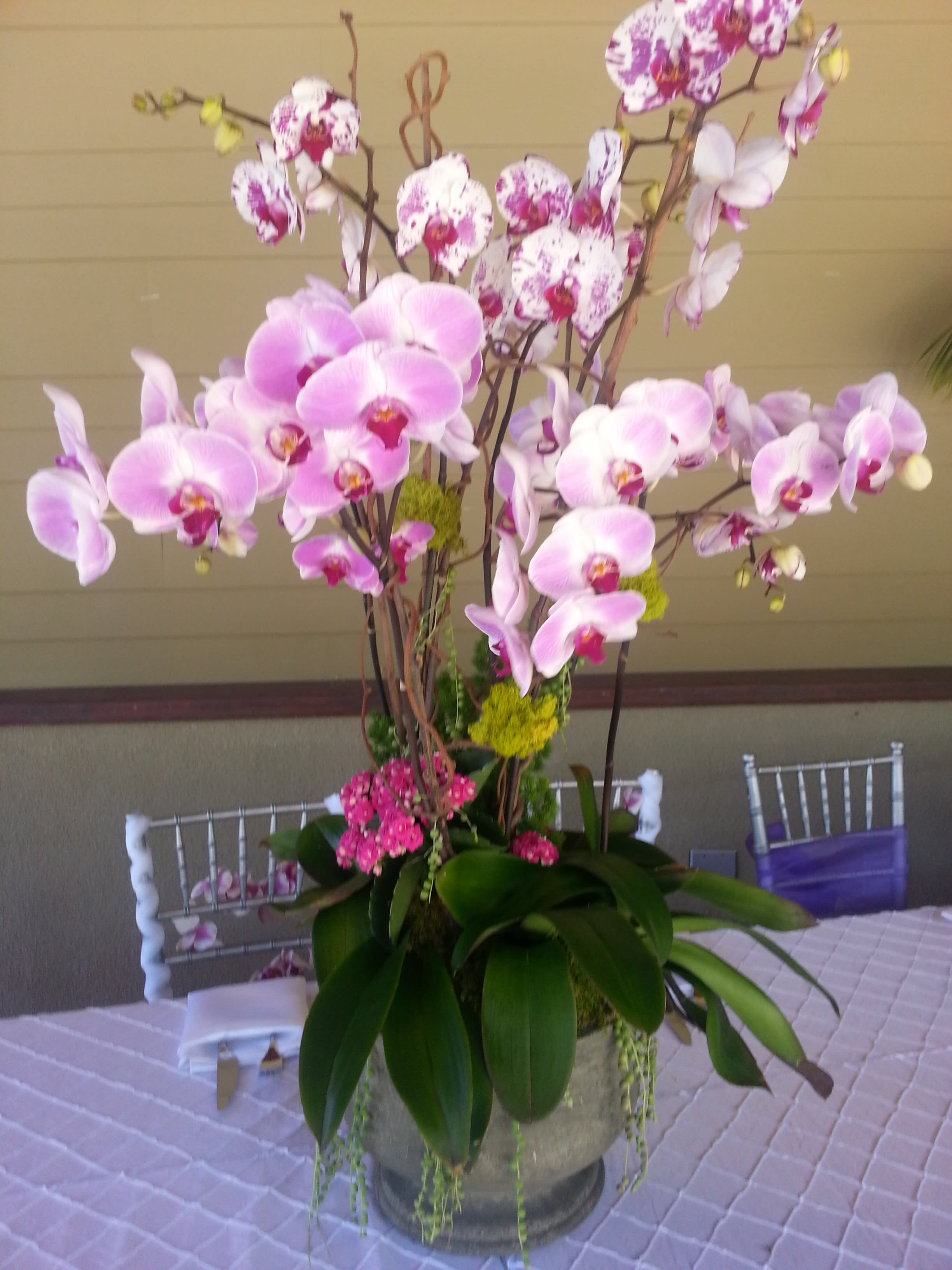 Phalaenopsis Orchid Pink Family In Encinitas Ca Divine Orchids