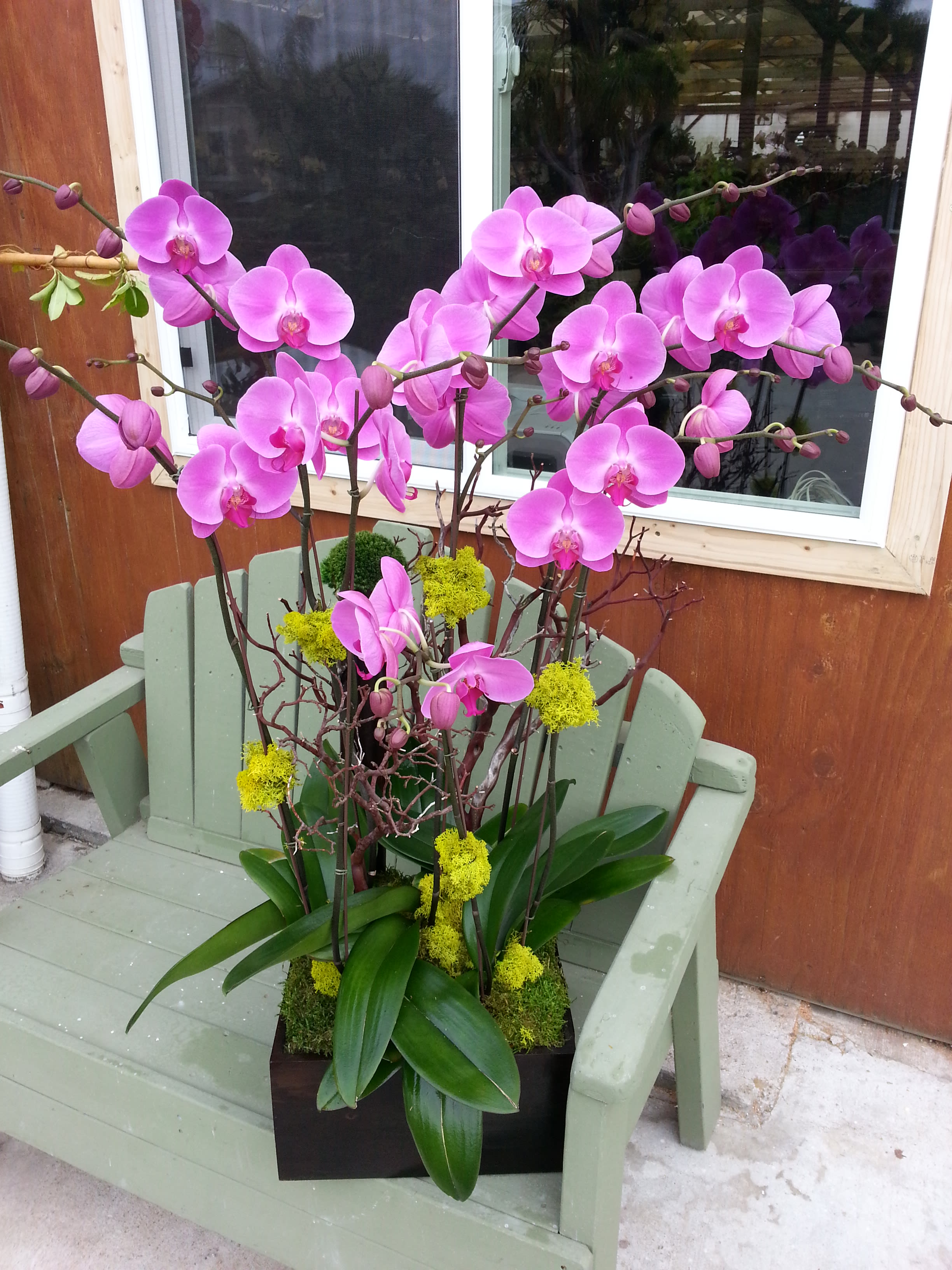 Phalaenopsis Purple Orchid In Encinitas Ca Divine Orchids