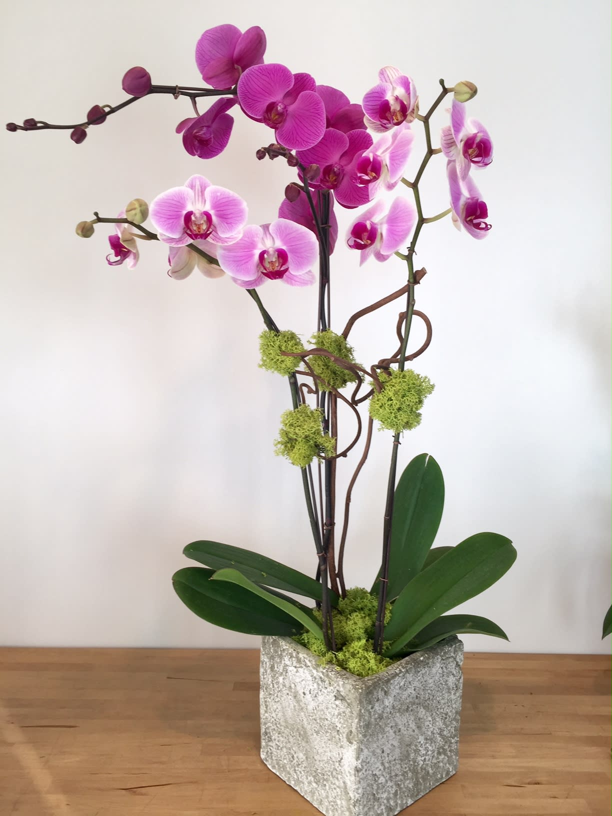 Phal Purple And Pink Mix 3 In Encinitas Ca Divine Orchids