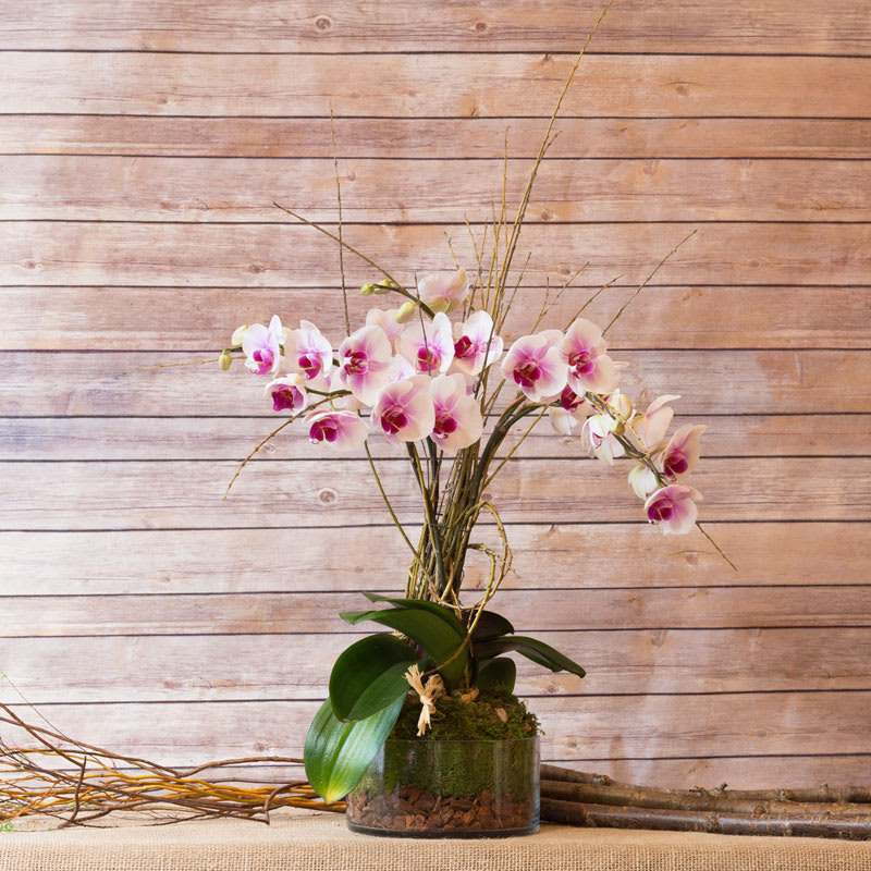 Hawaii Orchid In New York Ny Flowers By Philip