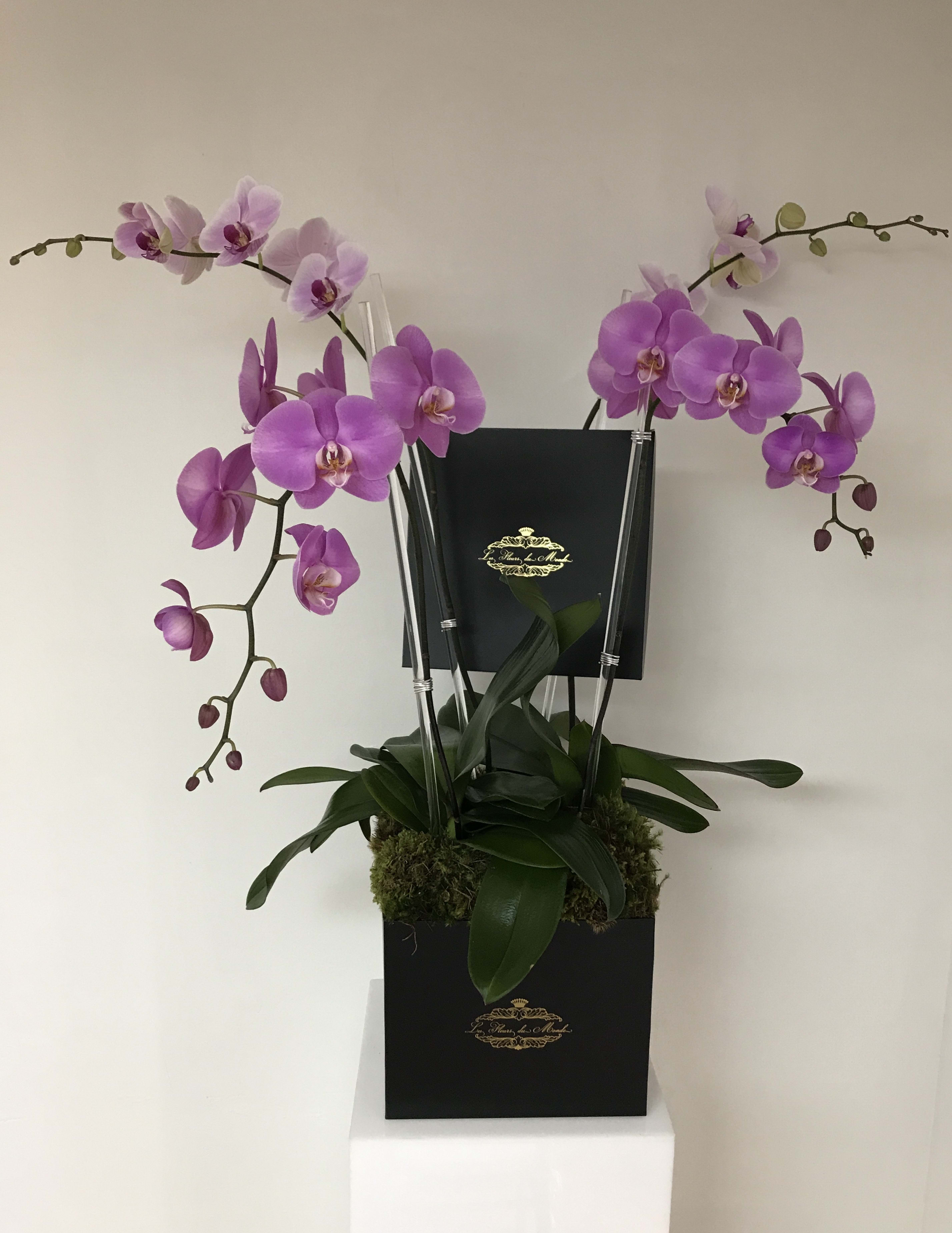 The Grand Assorted Orchid Display In Miami Fl Les Fleurs Du Monde
