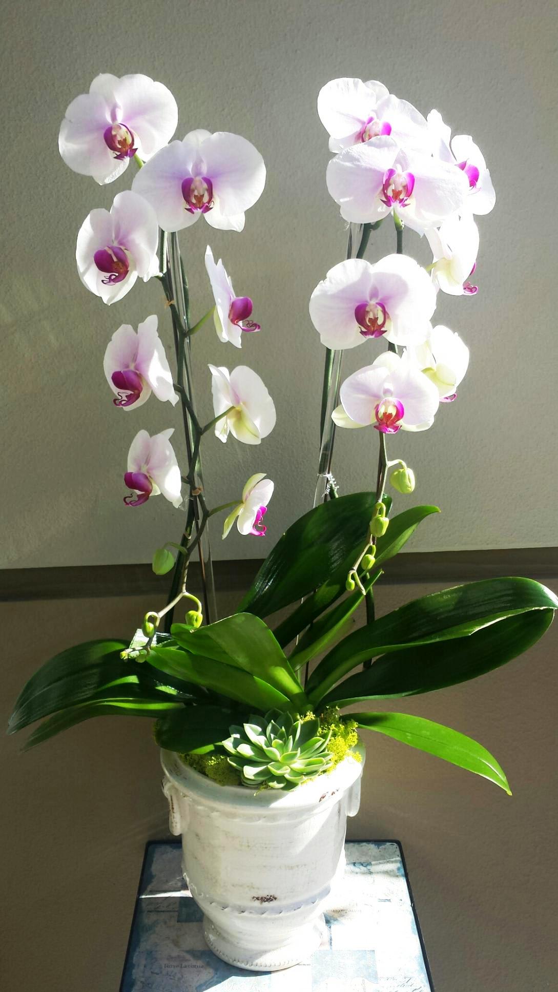 Blushing Orchid In Beverly Hills Ca Apropos Floral Event Design