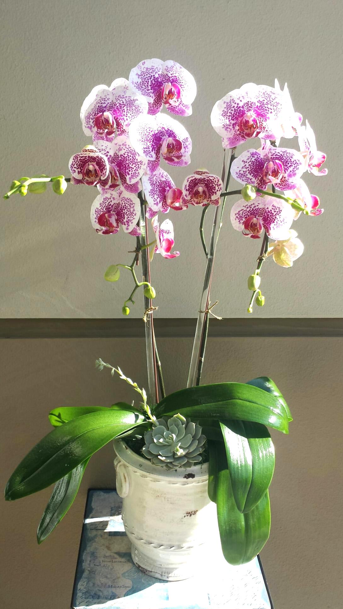 Speckled Phalaenopsis Orchid In Beverly Hills Ca Apropos Floral Event Design