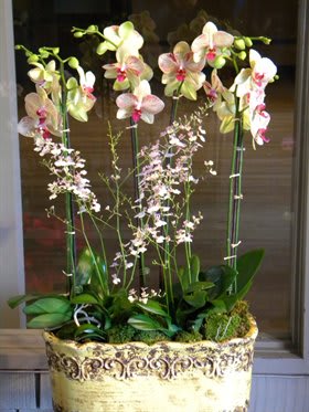 Phalaenopsis And Oncidium Orchids In Los Angeles Ca Flowers With Love