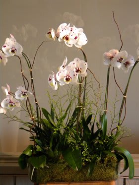 Tiger Phalaenopsis And Oncidium Orchids In Los Angeles Ca Flowers With Love