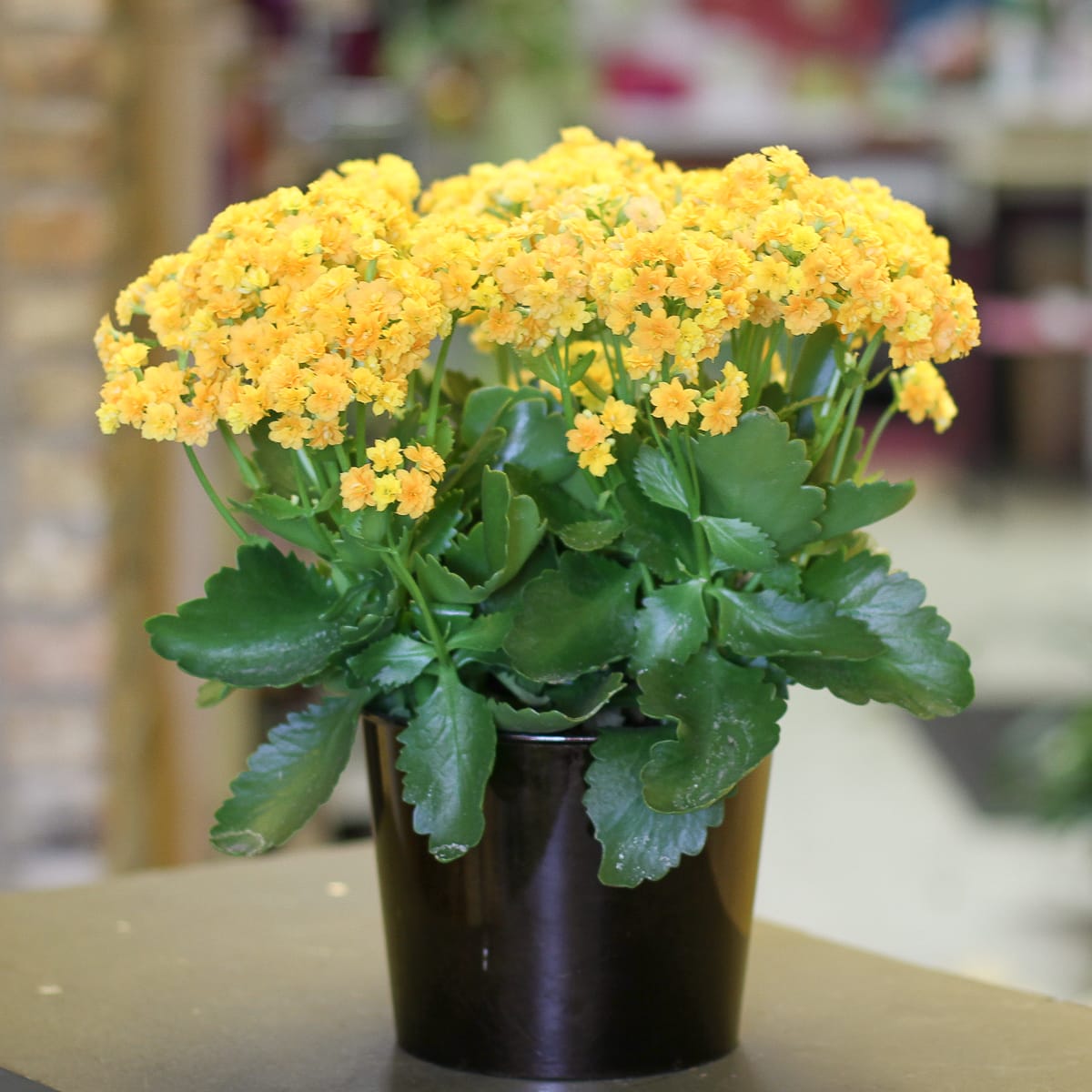 Kalanchoe In Anoka Mn Main Floral