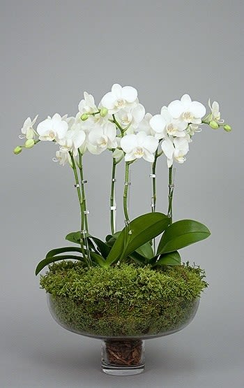 Glass Orchids In Beverly Hills Ca Muguet Florist