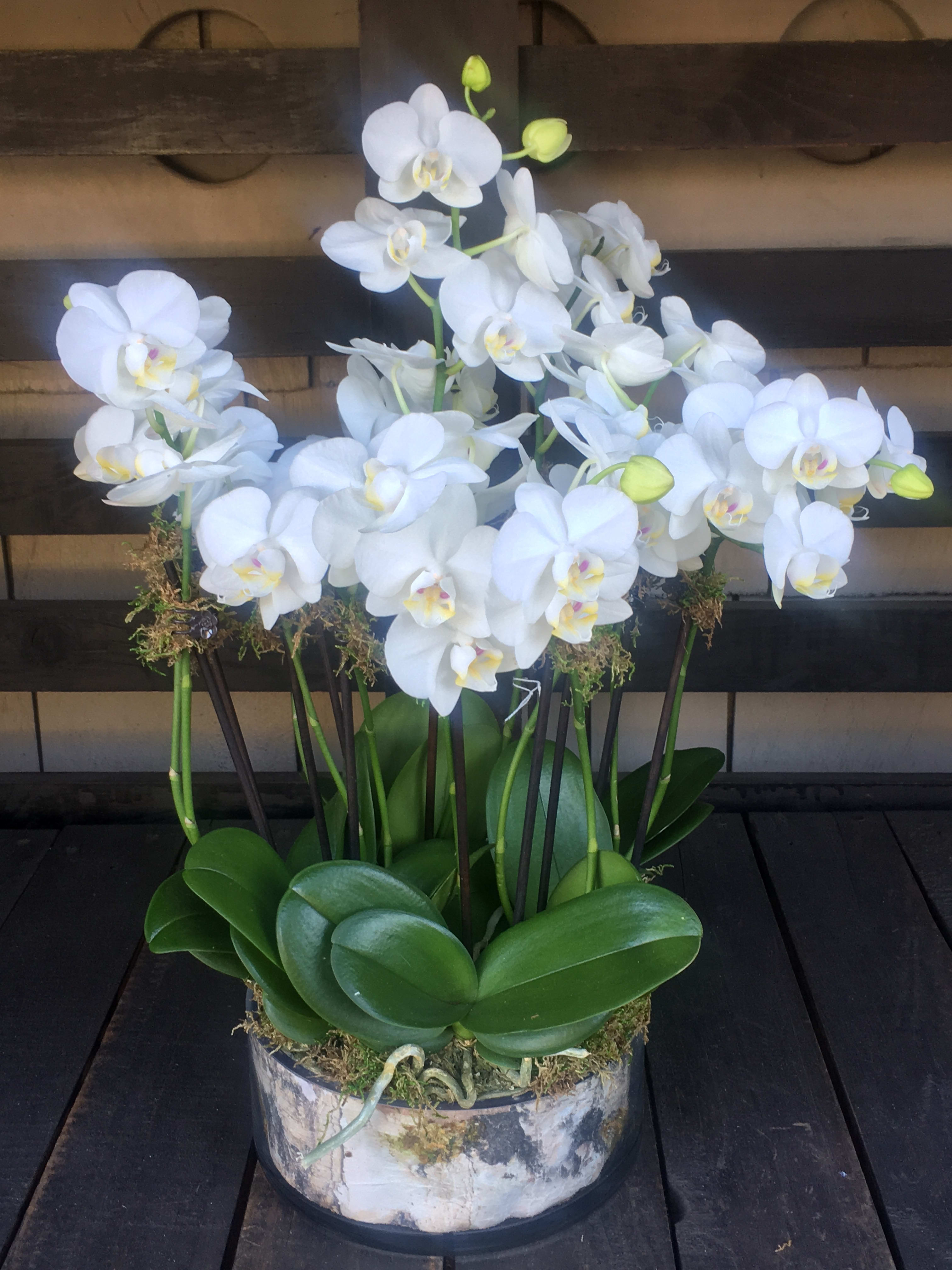 Miniature White Phalaenopsis Orchid Arrangement In Los Angeles Ca Flowers With Love