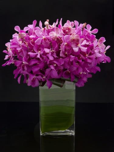 Orchid Flowers Palm Beach By Ideal Orchids