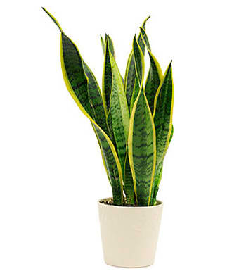 Sansevieria Plant 6 Local Delivery Only In Wilmington De Ramones Flowers,Fall Flowers Background