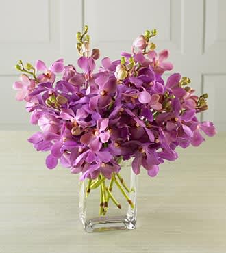 Mokara Orchid Gift In West Palm Beach Fl Ideal Orchids