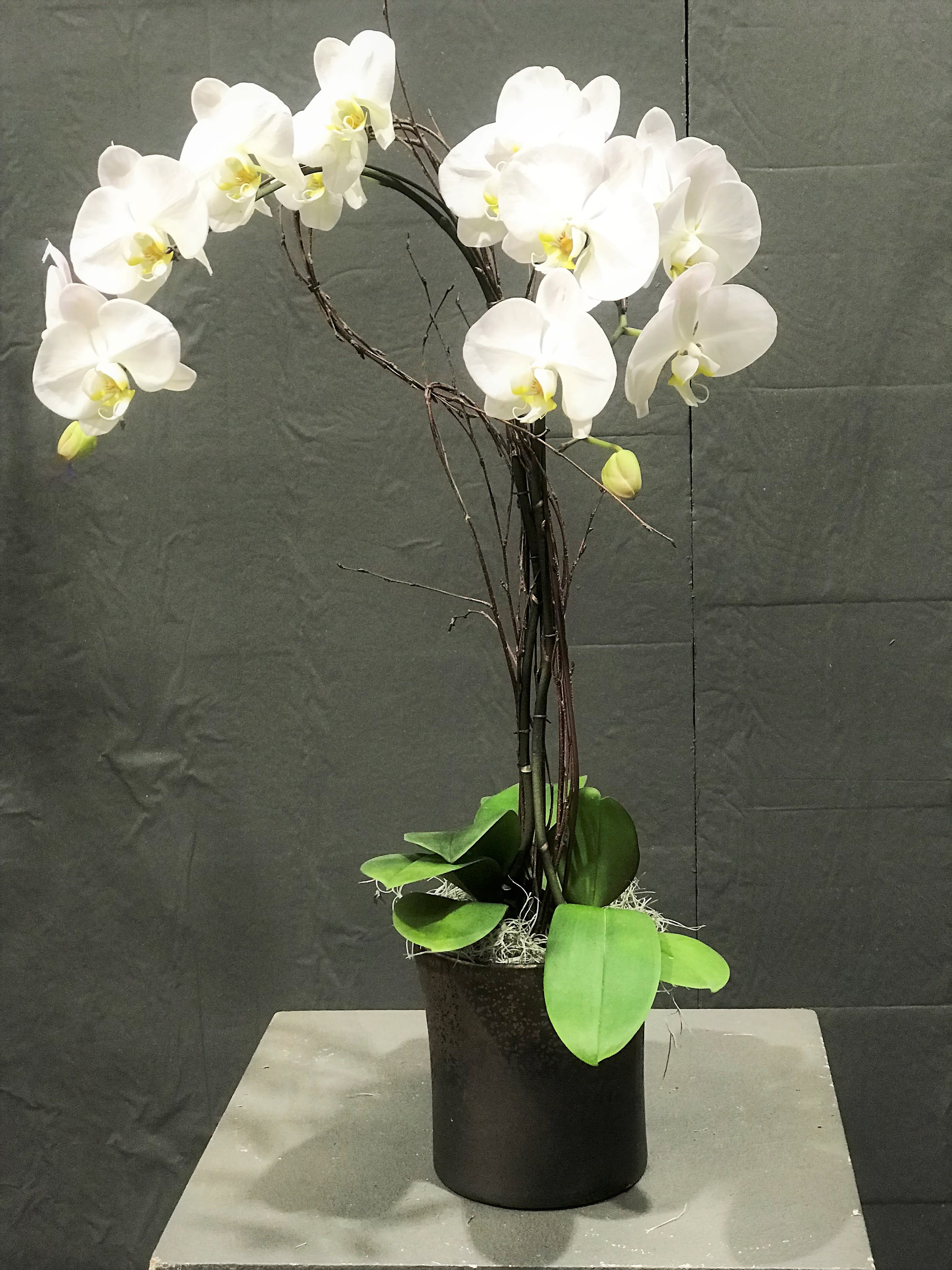 Snow White Orchid In Encinitas Ca Divine Orchids