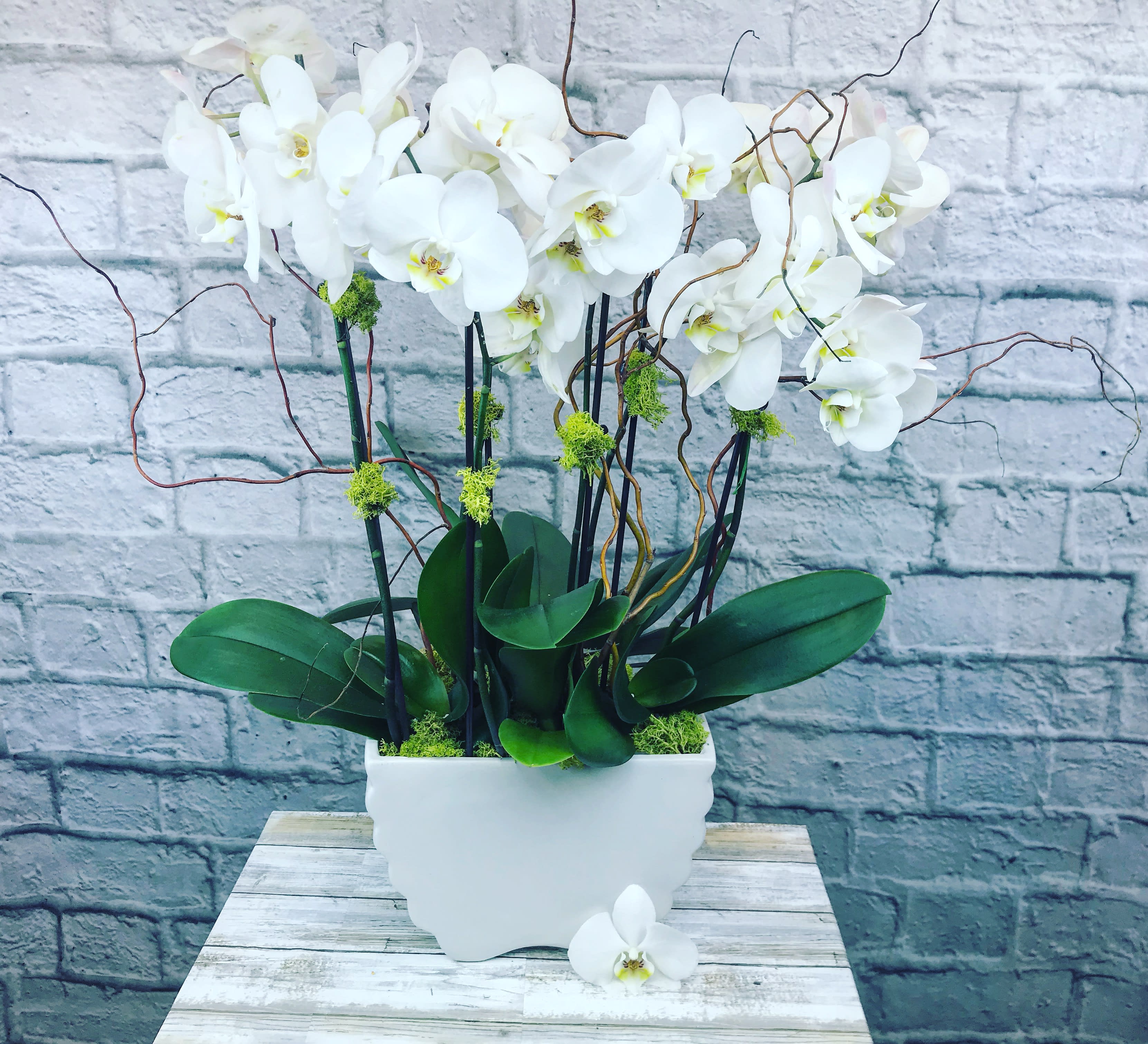 Beautiful White Orchids Arrangement In Brooklyn Ny Snowdrop Flowers