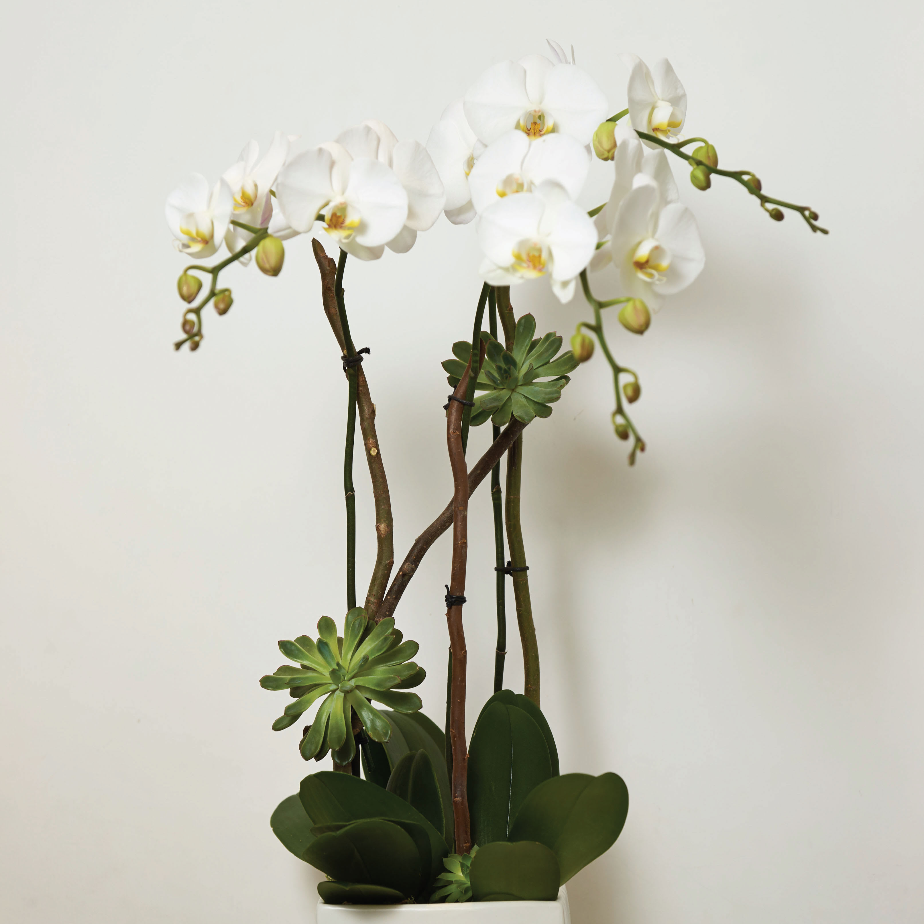 Contemporary Orchid Arrangement In West Palm Beach Fl Ideal Orchids