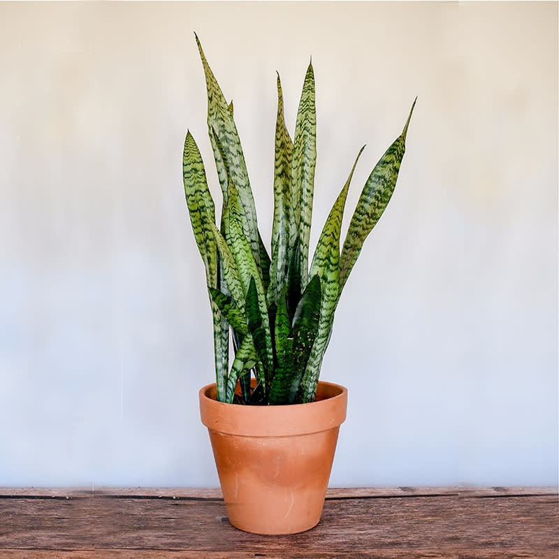 Sansevieria - Snake Plant - This striking plant has spiky, variegated green leaves, growing tall, making a dramatic presence.  Moderately bright light, protect from direct sun in the summer. Moderately moist soil is preferred. Water thoroughly after soil is dry to touch. Drain excess water in saucer at base of pot to prevent root rot. Do not over water. 